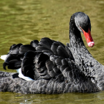 A Super Cheap Way To Use Options To Protect Against A Black Swan Event